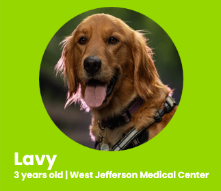 Lavy