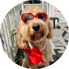 Finn, dog in sunglasses