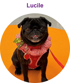 lucille, pug