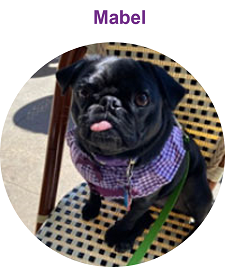 mabel, pug