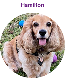 hamilton, cocker spaniel