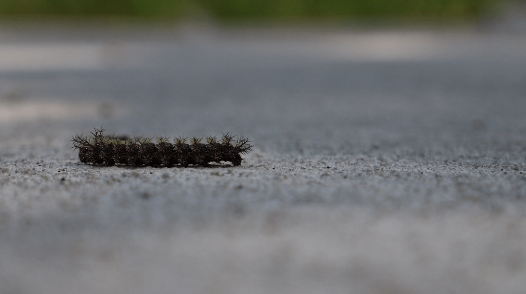 caterpillar