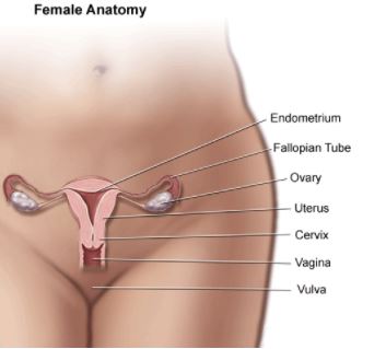 Female Anatomy