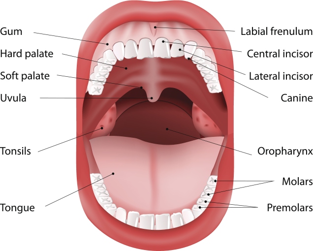 Mouth diagram