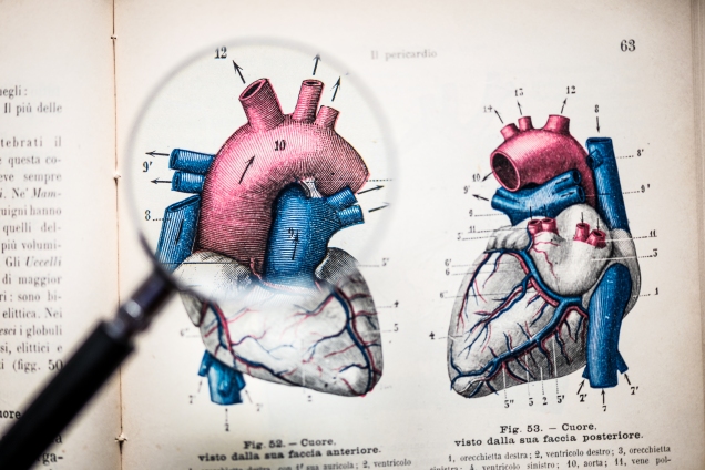 heart diagram