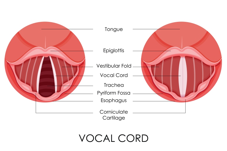 Vocal Cord Diagram