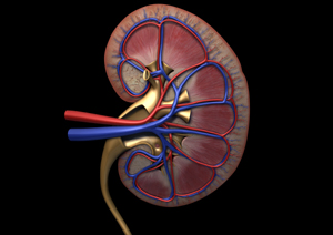 Cross section of a kidney