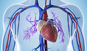 Vascular system