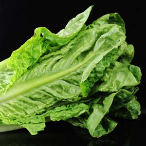 lettuce